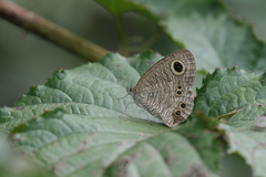 Ypthima argus