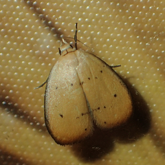 Heliohemonia aurantia