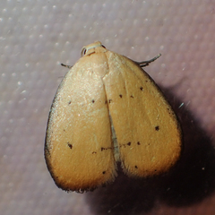 Heliohemonia aurantia