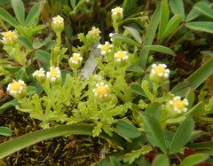 Brachyscome goniocarpa