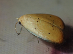 Heliohemonia aurantia