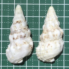 Cerithium echinatum