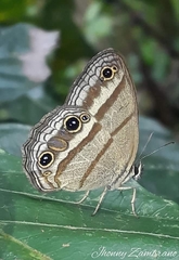Cissia proba