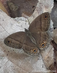 Cissia proba