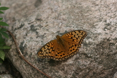 Argynnis vorax