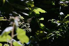 Neptis sylvana esakii