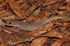 Oedura tryoni