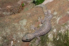 Oedura tryoni