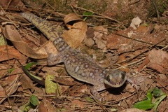 Oedura tryoni