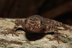 Phyllurus amnicola