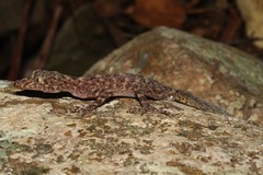 Phyllurus amnicola