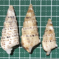 Rhinoclavis sinensis