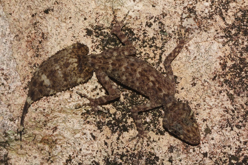 Mount Elliot Leaf-Tailed Gecko