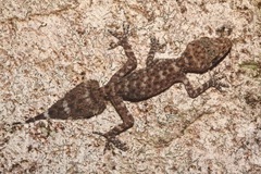 Phyllurus amnicola