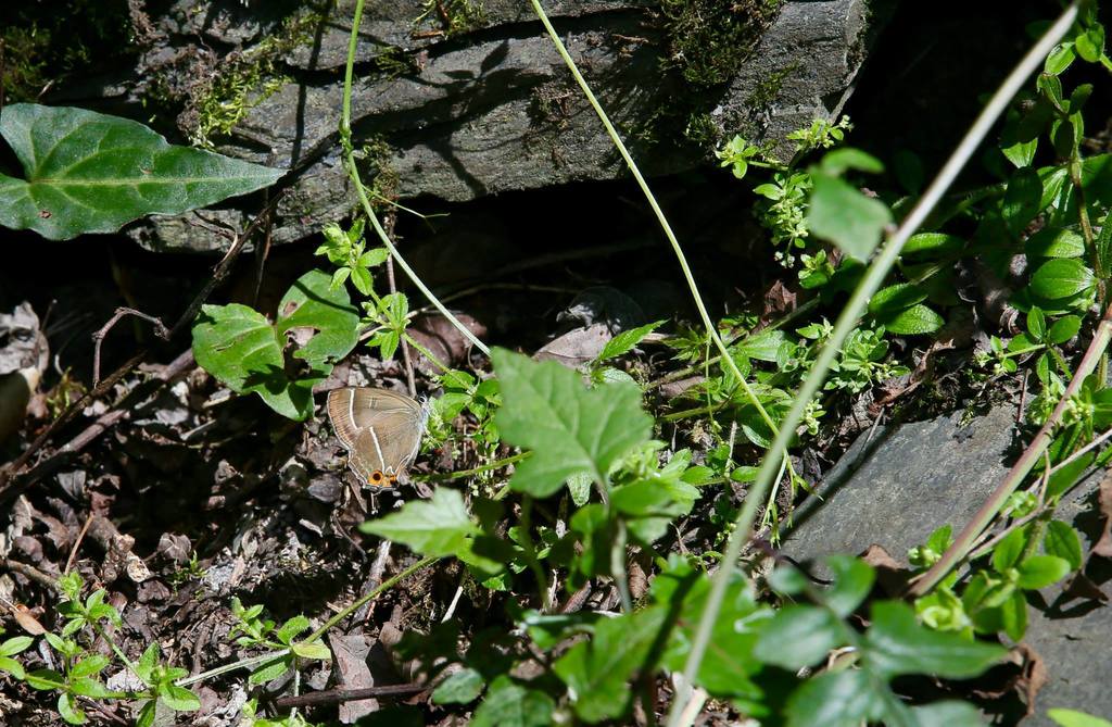 Teratozephyrus yugaii