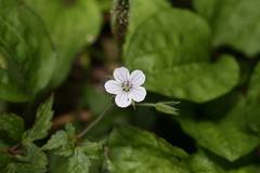 Geranium wilfordii