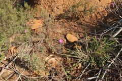 Delosperma neethlingiae