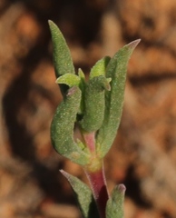 Delosperma neethlingiae