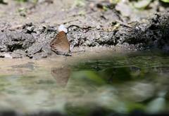 Chrysozephyrus nishikaze