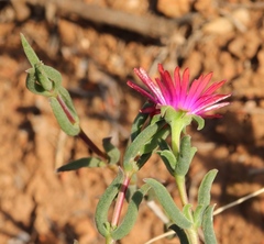 Delosperma neethlingiae