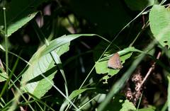 Chrysozephyrus nishikaze