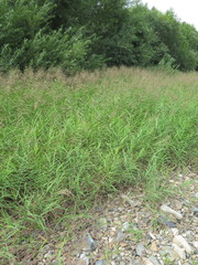 Phragmites japonicus