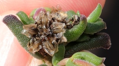 Delosperma neethlingiae