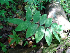 Polygonatum