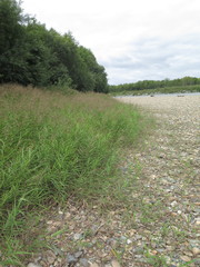 Phragmites japonicus