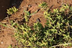 Crassula mollis