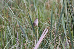 Bradypterus baboecala