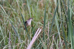 Bradypterus baboecala
