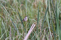 Bradypterus baboecala