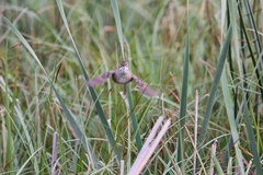 Bradypterus baboecala