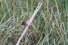 Bradypterus baboecala