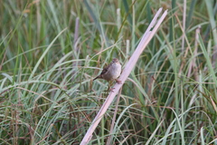 Bradypterus baboecala