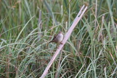 Bradypterus baboecala