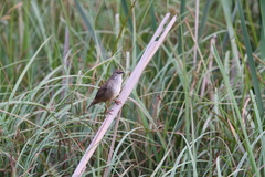 Bradypterus baboecala