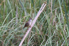 Bradypterus baboecala