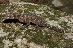Phyllurus gulbaru