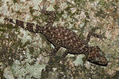 Phyllurus gulbaru