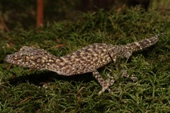 Phyllurus gulbaru