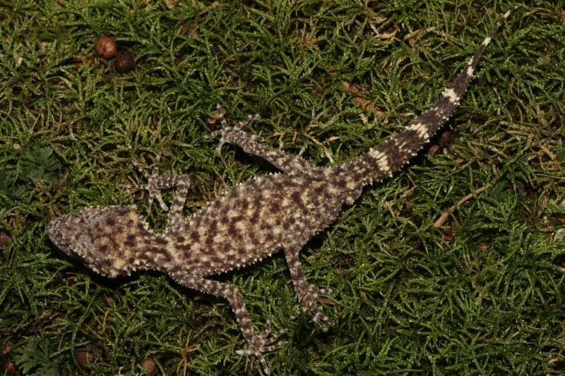 Gulbaru Gecko