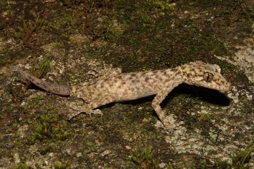 Gulbaru Gecko, Phyllurus gulbaru