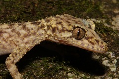 Phyllurus gulbaru
