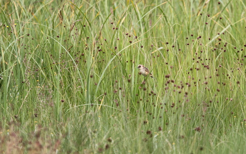 Pale-crowned Cisticola (Cisticola cinnamomeus), photo 4