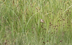 Cisticola cinnamomeus