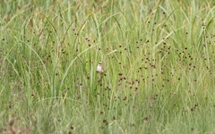 Cisticola cinnamomeus