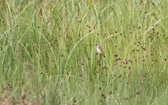Cisticola cinnamomeus