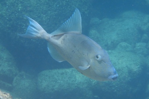 Finescale Triggerfish